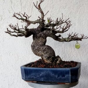 Ficus Microcarpa 22 anos